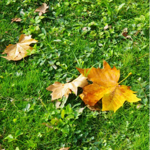 操鼻视频素材大全
